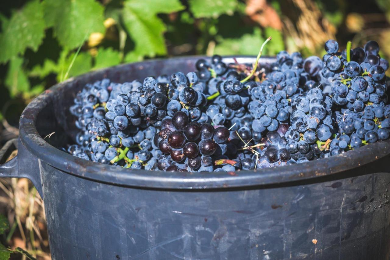 比索达雷加 Quinta Do Valdalagea旅馆 外观 照片